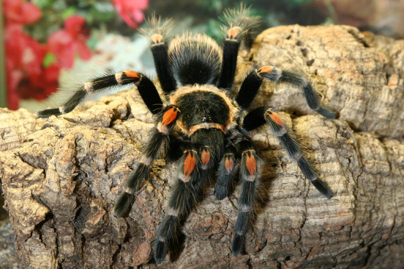 Brachypelma auratum Bock